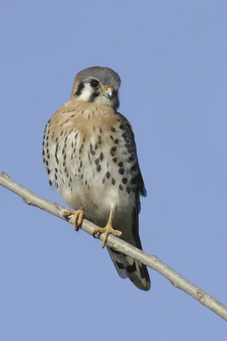 Framed Print : American Kestrel (Falco sparverius) Framed Print : American Kestrel (Falco sparverius)