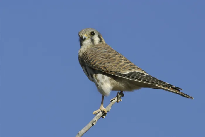 Framed Print : American Kestrel (Falco sparverius)