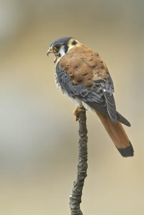 Framed Print : American Kestrel (Falco sparverius) Framed Print : American Kestrel (Falco sparverius)
