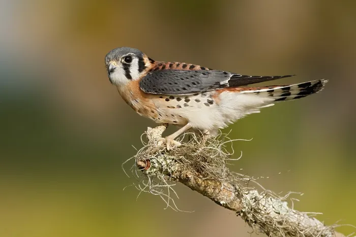 Framed Print : American Kestrel (Falco sparverius) Framed Print : American Kestrel (Falco sparverius)