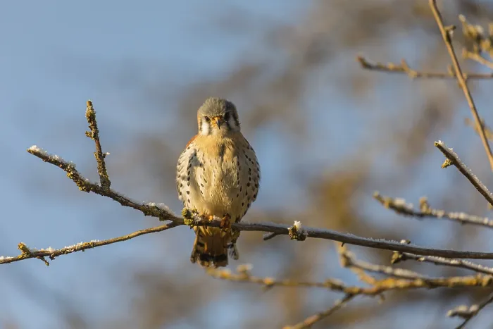 Framed Print : One American kestrel (Falco sparverius) sitting on a twig in early morning light with a blue sky in the background