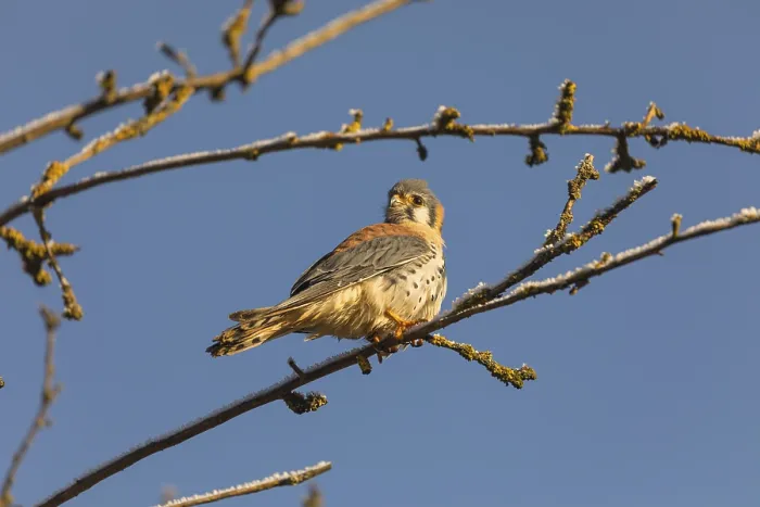 Framed Print : One American kestrel (Falco sparverius) sitting on a twig in early morning light with a blue sky in the background Framed Print : One American kestrel (Falco sparverius) sitting on a twig in early morning light with a blue sky in the background