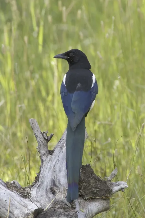 Framed Print : American Magpie, Black billed Magpie (Pica hudsonia)