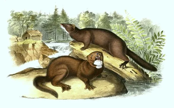 Framed Print : American Mink (Mustela vison) or american mink