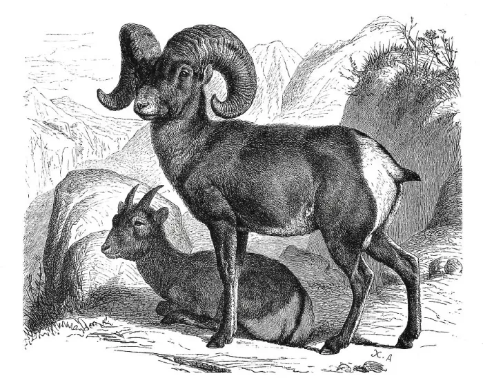Framed Print : American Mountain wild sheep (Ovis) Montana Framed Print : American Mountain wild sheep (Ovis) Montana