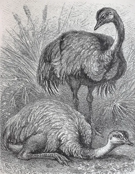 Framed Print : American ostrich, greater rhea (Rhea americana) Framed Print : American ostrich, greater rhea (Rhea americana)