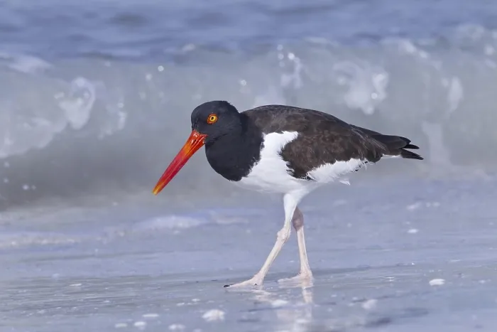 Framed Print : American oystercatcher (Haematopus palliatus) adult