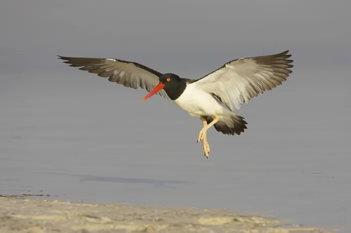 Framed Print : American oystercatcher (Haematopus palliatus) adult