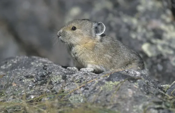 Framed Print : American Pika (Ochotona princeps), Alaska, North America