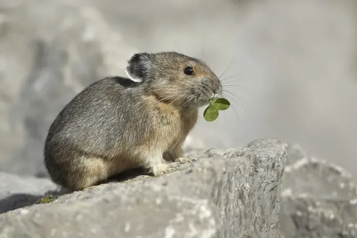 Framed Print : American Pika (Ochotona princeps)