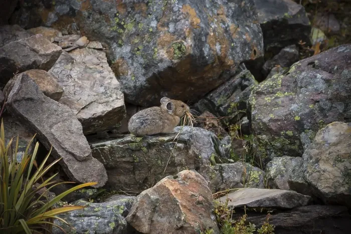 Framed Print : American pika (Ochotona princeps)