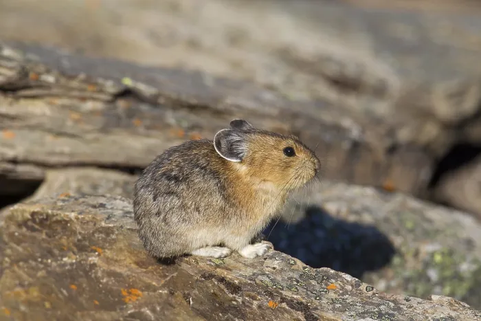 Framed Print : American pika (Ochotona princeps)