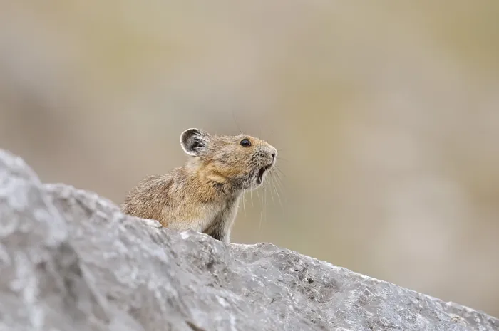 Framed Print : American pika (Ochotona princeps) sits calling on a rock