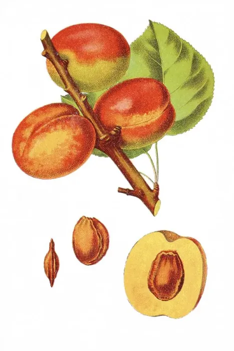 Framed Print : American plum, wild plum (Prunus americana) Framed Print : American plum, wild plum (Prunus americana)