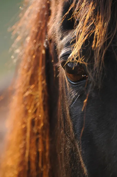 Framed Print : American Quarter Horse, eye