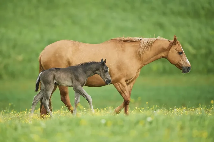 Framed Print : American Quarter Horse mare with her foal
