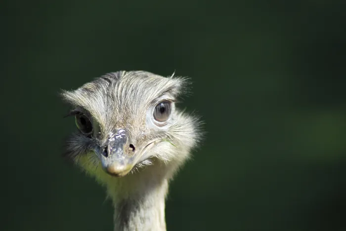 Framed Print : American Rhea (Rhea americana)