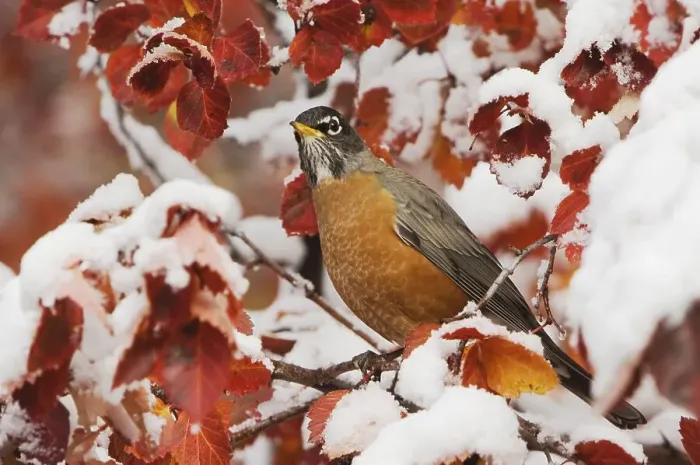 Framed Print : American Robin (Turdus migratorius) Framed Print : American Robin (Turdus migratorius)