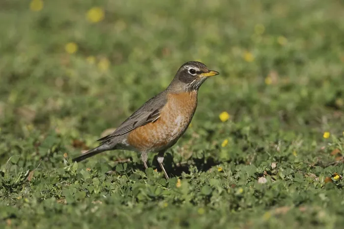 Framed Print : American Robin (Turdus migratorius)