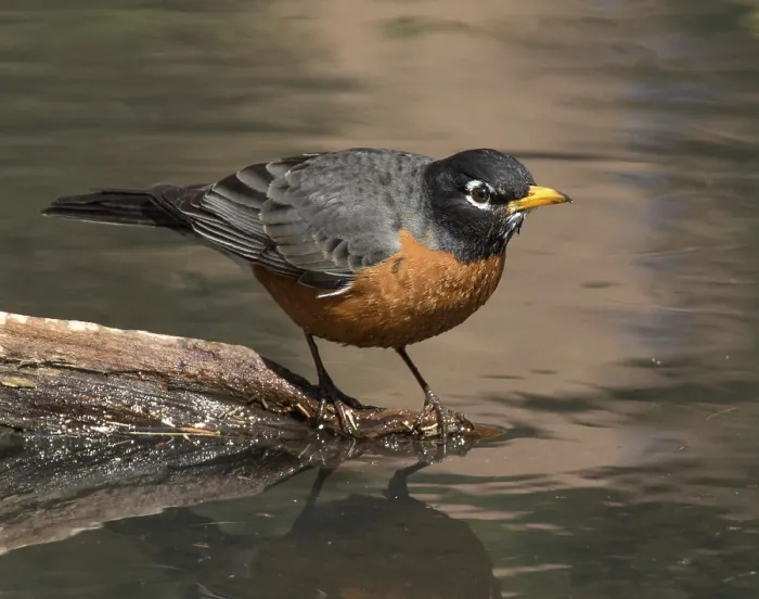 Framed Print : American Robin, Turdus migratorius