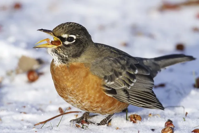Framed Print : American robin (Turdus migratorius)