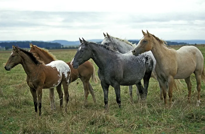 Framed Print : American Saddlebred Horse, herd standing in meadow