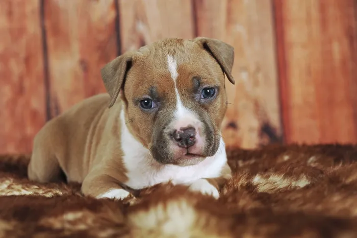 Framed Print : American Staffordshire Terrier