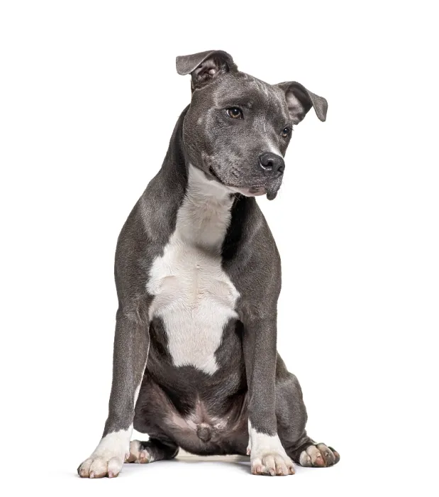 Framed Print : American Staffordshire Terrier Framed Print : American Staffordshire Terrier