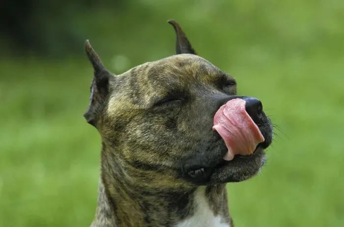 Framed Print : American Staffordshire Terrier Licking its Chops Framed Print : American Staffordshire Terrier Licking its Chops