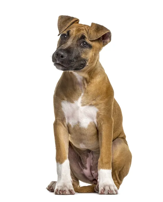 Framed Print : American Staffordshire Terrier puppy (4 months old) Framed Print : American Staffordshire Terrier puppy (4 months old)