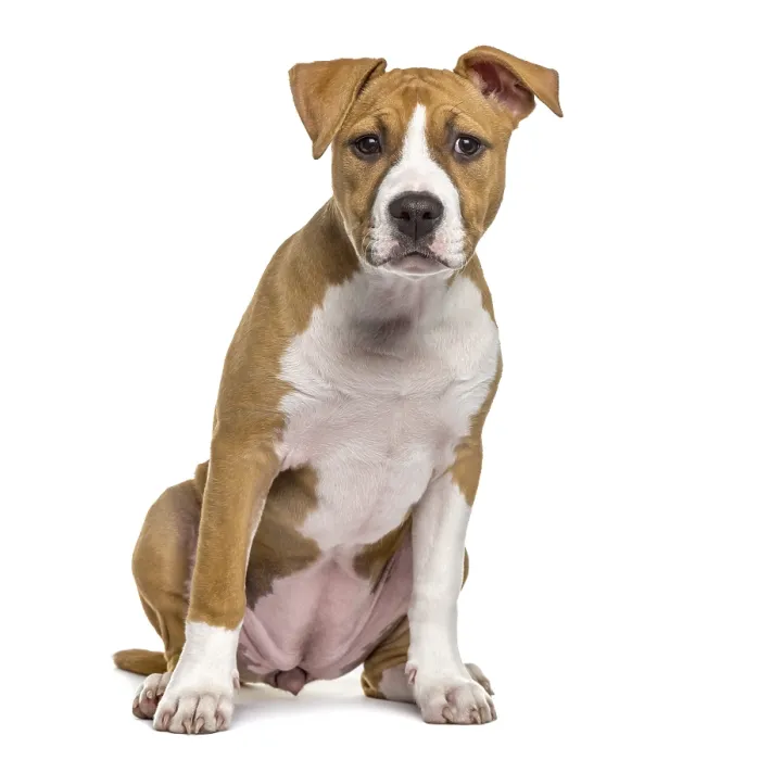 Framed Print : American Staffordshire Terrier puppy