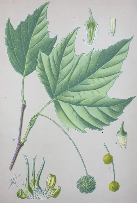 Framed Print : American sycamore (Platanus occidentalis)