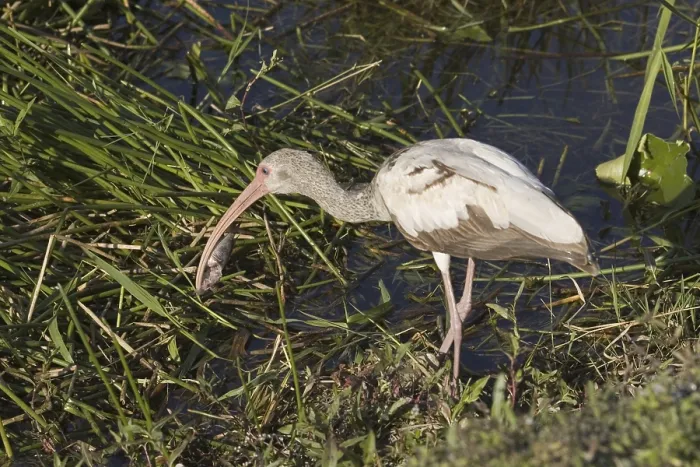 Framed Print : American White Ibis (Eudocimus albus) Framed Print : American White Ibis (Eudocimus albus)