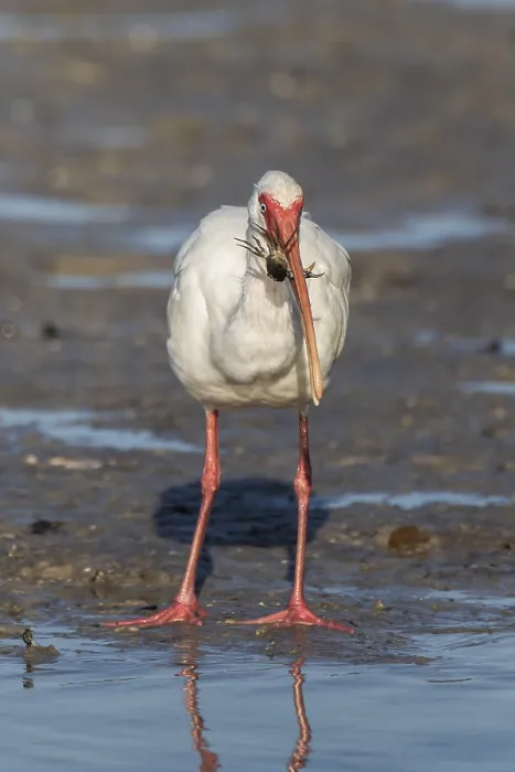 Framed Print : American white ibis (Eudocimus albus)