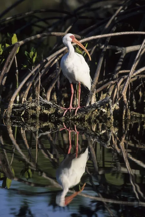 Framed Print : American White Ibis (Eudocimus albus) in a mangrove
