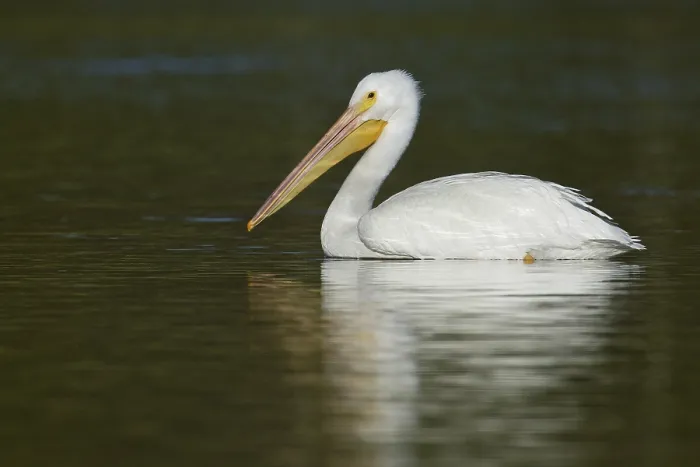 Framed Print : American White Pelican (Pelecanus erythrorhynchos) Framed Print : American White Pelican (Pelecanus erythrorhynchos)