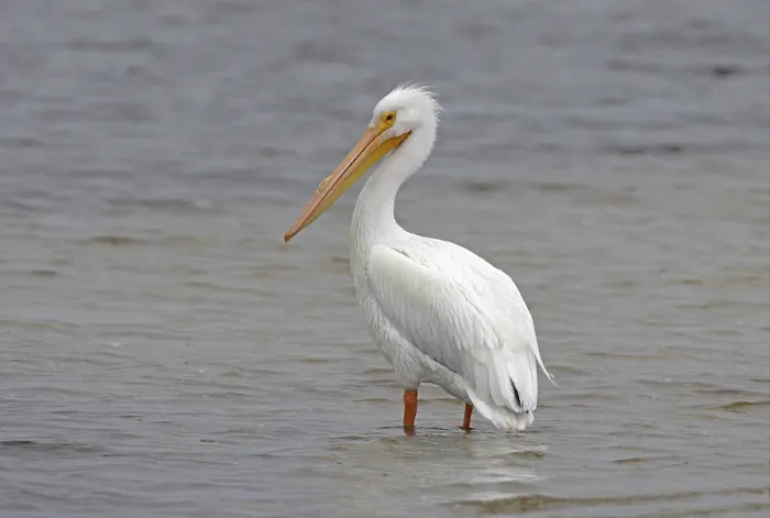 Framed Print : American White Pelican (Pelecanus erythrorhynchos) Framed Print : American White Pelican (Pelecanus erythrorhynchos)