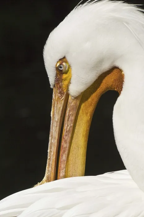 Framed Print : American white pelican (Pelecanus erythrorhynchos)