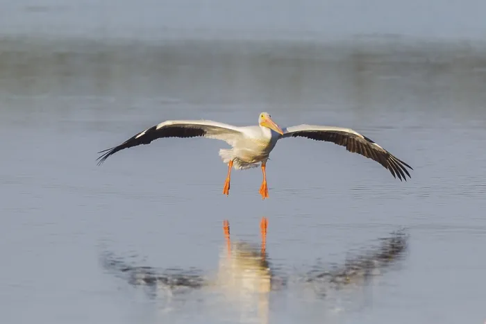 Framed Print : American white pelican (Pelecanus erythrorhynchos) in flight over water Framed Print : American white pelican (Pelecanus erythrorhynchos) in flight over water