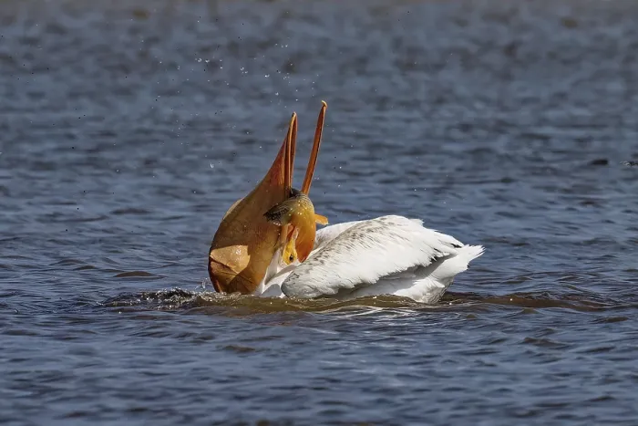 Framed Print : The American white pelican (Pelecanus erythrorhynchos) on the hunt