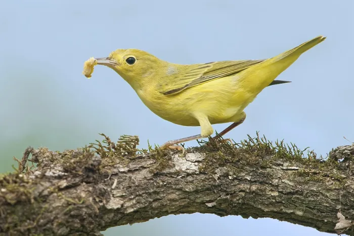 Framed Print : American Yellow Warbler (Setophaga aestiva)