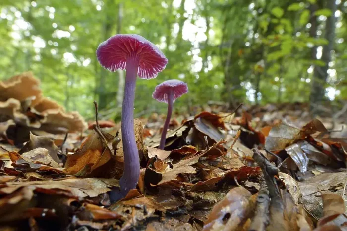 Framed Print : Amethyst Deceiver (Laccaria amethystea)