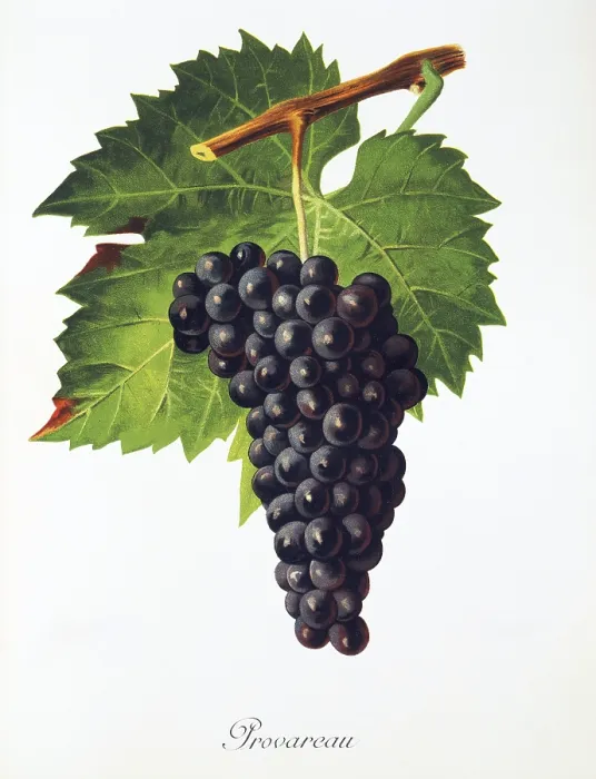 Framed Print : Ampelography, grape variety, oenology Framed Print : Ampelography, grape variety, oenology
