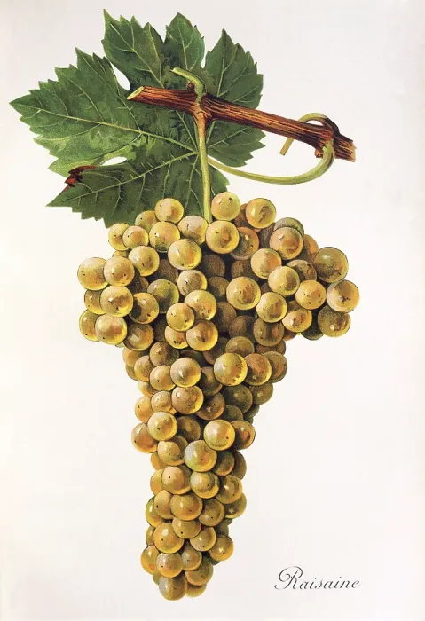 Framed Print : Ampelography, grape variety, oenology Framed Print : Ampelography, grape variety, oenology