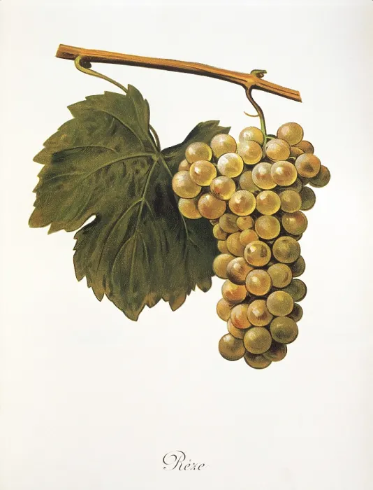 Framed Print : Ampelography, grape variety, oenology Framed Print : Ampelography, grape variety, oenology
