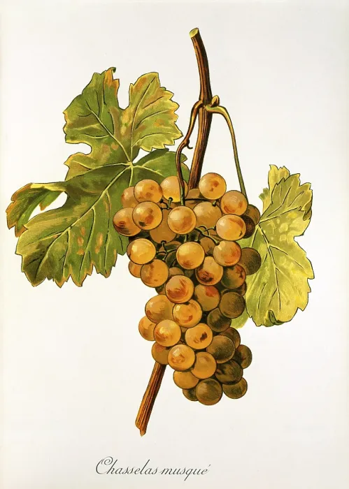 Framed Print : Ampelography, grape variety, oenology