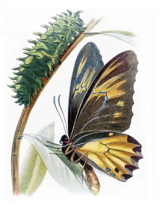 Framed Print : Amphrisus (Ornithoptera amphrisus) with caterpillar Framed Print : Amphrisus (Ornithoptera amphrisus) with caterpillar
