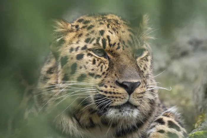 Framed Print : Amur leopard (Panthera pardus orientalis)