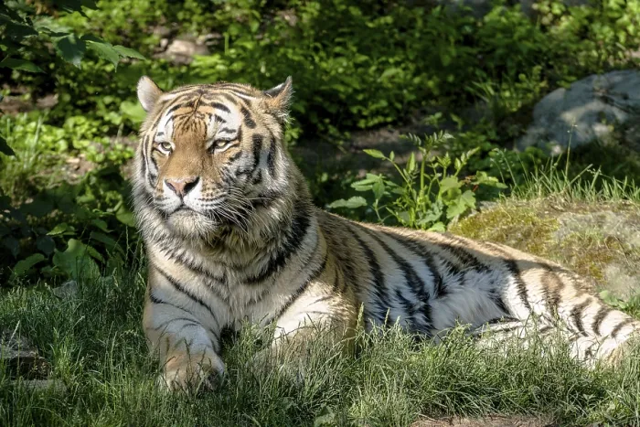 Framed Print : Amur Tiger (Panthera tigris altaica) is lying on the ground Framed Print : Amur Tiger (Panthera tigris altaica) is lying on the ground