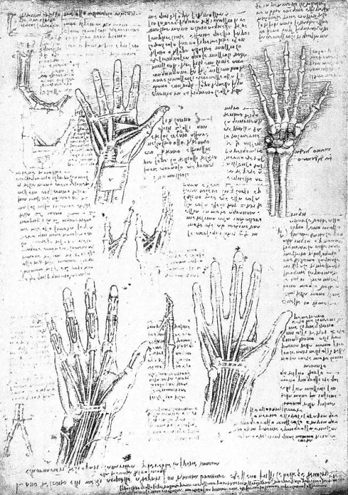 Framed Print : Anatomical Studies after Leonardo da Vinvi